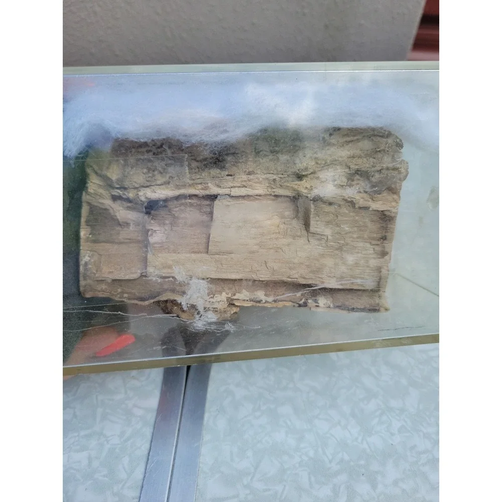 3 Lb Petrified Wood Specimen Rough Log Slab Fossil